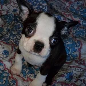 Meet your Posher, Terry